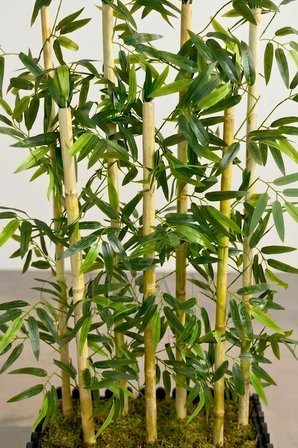 Bambu Seperatör 7 Adet Bambu Yoğun Yaprak 120 Cm ( 54x20x120)