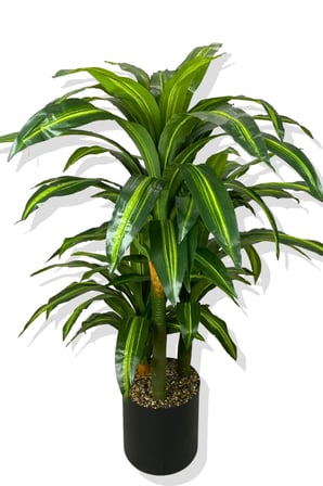 DRACAENA FRAGRANS 3 GÖVDE YAPAY AĞAÇ 160 CM GOLD KEMERLİ BEYAZ 30X30 SAKSI