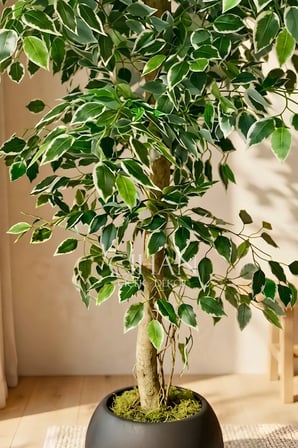 Yapay Ficus Ağacı 27x33 Siyah Küre Saksılı 160 cm