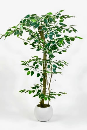 120 cm Yapay Ficus Ağacı Beyaz 27x33 Küre Saksılı