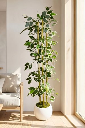 Yapay Alacalı Ficus Ağacı 3 Bambulu 110 cm 27*33 Beyaz Küre Saksılı