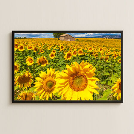 Ayçiçeği Tarlası Manzara Fotoğrafı Pleksi Tablo