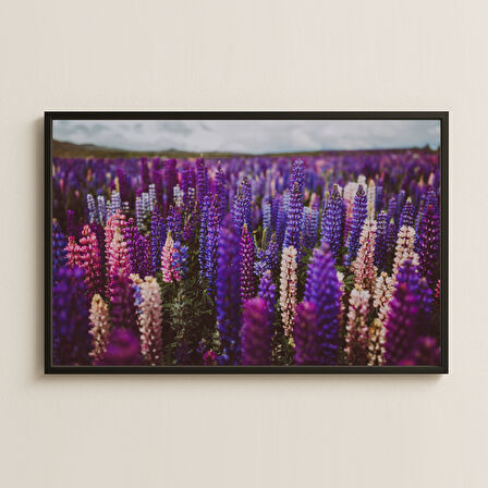 Mor ve Pembe Tonlarında Doğal Lupin Çiçek Tarlası Pleksi Tablo