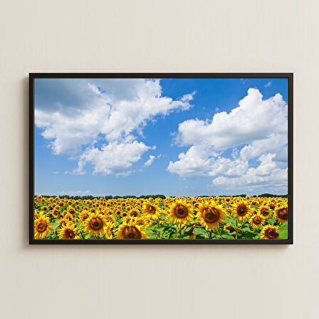 Gökyüzü ve Geniş Ayçiçeği Tarlası Manzara Pleksi Tablo