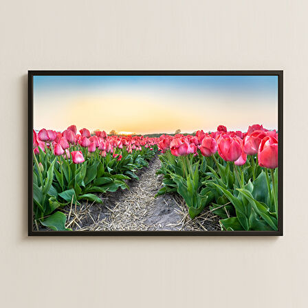 Gün Doğumu ve Pembe Lâle Bahçesi Manzara Dijital Pleksi Tablo