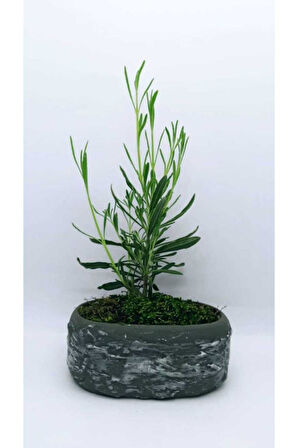 Saksıda Lavanta Fidesi Fidanı 10-20 cm