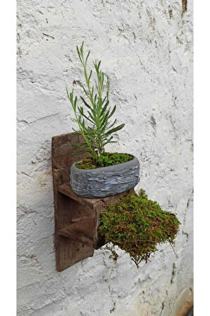 Saksıda Lavanta Fidesi Fidanı 10-20 cm