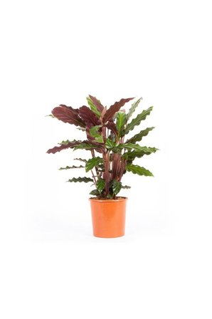 Kaladya Calathea Rufibarba Wavestar Fidanı 10-20 cm