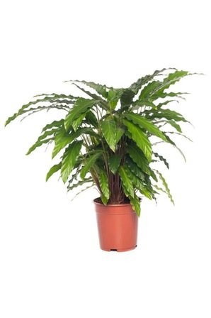 Kaladya Calathea Rufibarba Wavestar Fidanı 10-20 cm