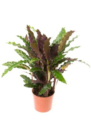 Kaladya Calathea Rufibarba Wavestar Fidanı 10-20 cm