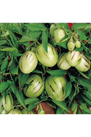 2 Adet Pepino Fidanı 1 Adet Sarmaşık Gül Fidanı 35 40 Santim Arası