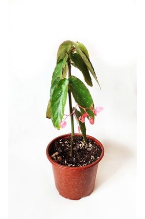 Çilli Begonya Çiçeği Fidanı 10-20 cm