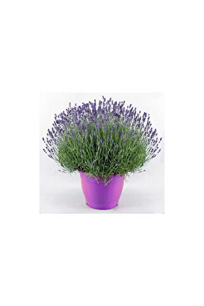 Lavanta – Lavandula Angustifolia
