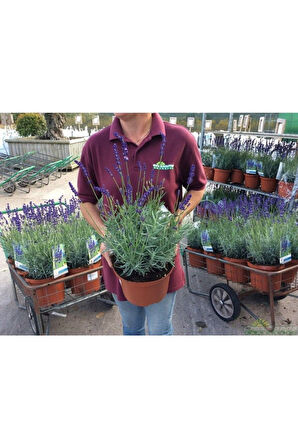 Lavanta – Lavandula Angustifolia