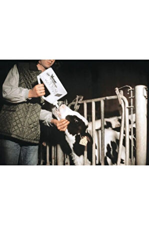 Buzağı Süt Içirme Kabı. 4 Litre. Düz Hortumlu