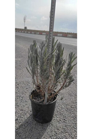 Lavanta Çiçeği Fidanı 10-20 cm 