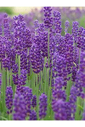 Lavanta Çiçeği Fidanı 10-20 cm 