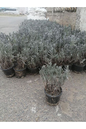 Lavanta Çiçeği Fidanı 10-20 cm 