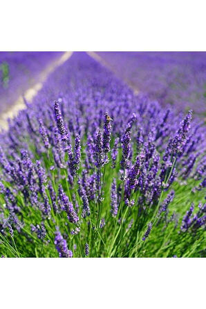 Lavanta Çiçeği (Lavandula Officinalis) Fidanı Saksıda 2 Adet 