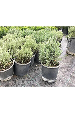 Lavanta Çiçeği (Lavandula Officinalis) Fidanı Saksıda 2 Adet 