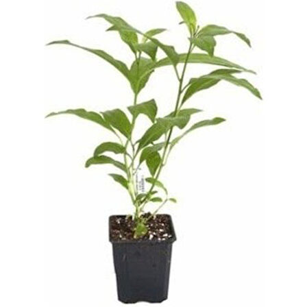 Kavun Aromalı Pepino Fidanı 10-20 cm