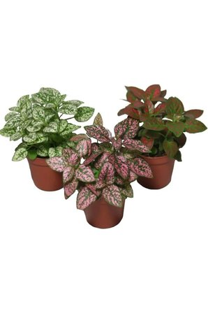 Hostes Çiçeği Hypoestes Çilli Yaprak Çiçeği 3 Adet 10-20 cm