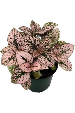 Hostes Çiçeği Hypoestes Çilli Yaprak Çiçeği 3 Adet 10-20 cm