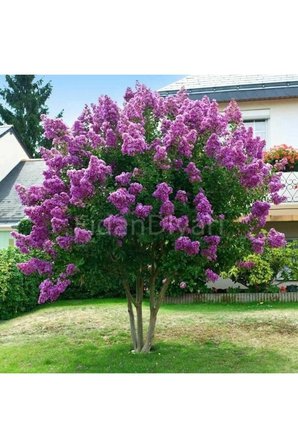 Oya Ağacı Fidanı 10-20 cm