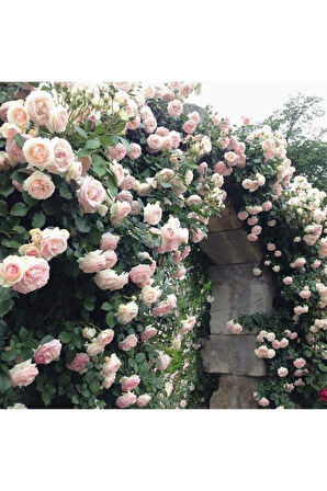 Pembe Beyaz Sarmaşık Gül Fidanı 5 Adet 15-25 cm