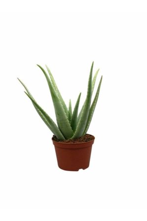 Aloe Vera Bitkisi Fidanı 10-20 cm