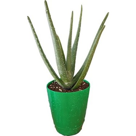 Aloe Vera Bitkisi Fidanı 10-20 cm