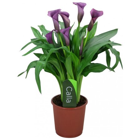 Gala gelin Çiçeği (Calla Lily) Mor 10-30 cm