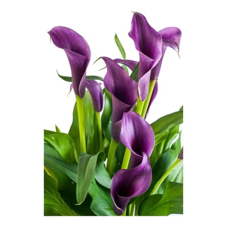 Gala gelin Çiçeği (Calla Lily) Mor 10-30 cm