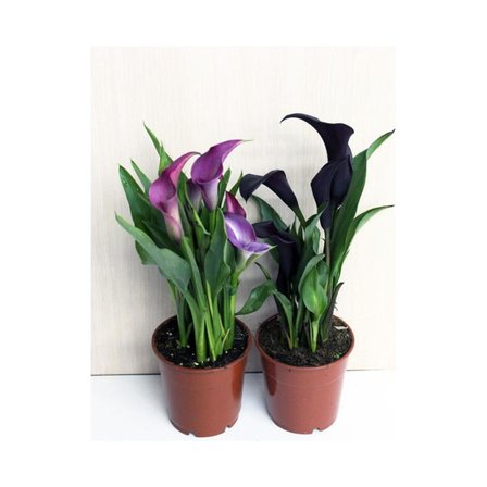 Gala gelin Çiçeği (Calla Lily) Mor 10-30 cm
