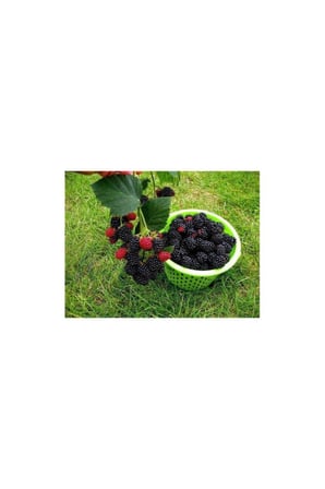 Dikensiz Jumbo Böğürtlen Fidanı 10-20 cm