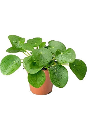 Pilea Peperomioides Çin Para Bitkisi Ev Ofis Salon Bitkisi 10-20 cm