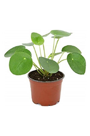 Pilea Peperomioides Çin Para Bitkisi Ev Ofis Salon Bitkisi 10-20 cm