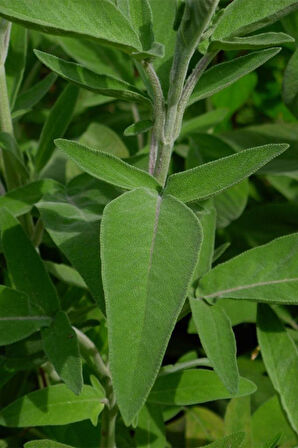 Anadolu Adaçayı (salvia Fruticosa L.) 10-20 cm