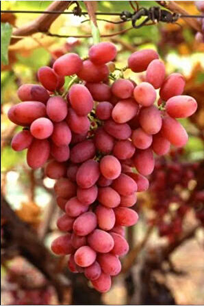 Kırmızı Çekirdeksiz Üzüm - Crimson Seedless- Açık Köklü -akıllı Gübre Hediye (40 Gr)