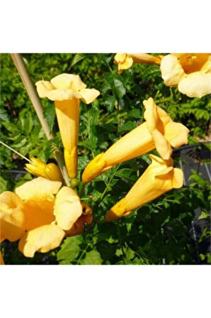 Borazan Çiçeği Campsis Radicans Sarı Acem Borusu Fidanı 40-60 cm  