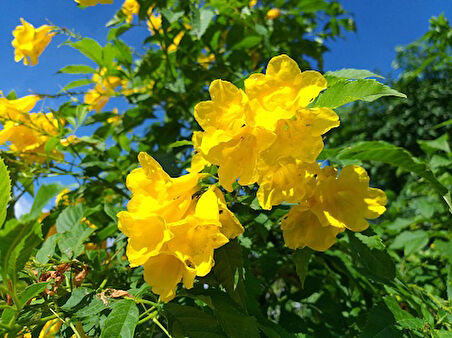 Borazan Çiçeği Campsis Radicans Sarı Acem Borusu Fidanı 40-60 cm  