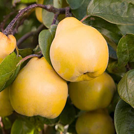 Aşılı Limon Ayva Fidanı Açık Kök