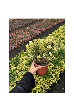 Yaprak Dökmeyen Sarı Yeşil Taflan 10-20 cm
