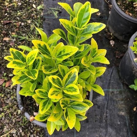 Yaprak Dökmeyen Sarı Yeşil Taflan 10-20 cm