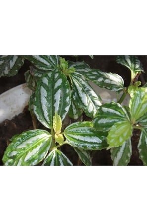 Pilea Cadierei Nana Çiçeği Fidanı 2 Adet 10-20 cm