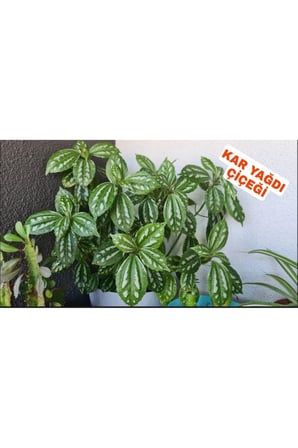 Pilea Cadierei Nana Çiçeği Fidanı 2 Adet 10-20 cm