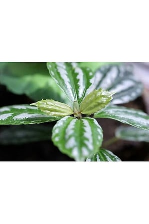 Pilea Cadierei Nana Çiçeği Fidanı 2 Adet 10-20 cm