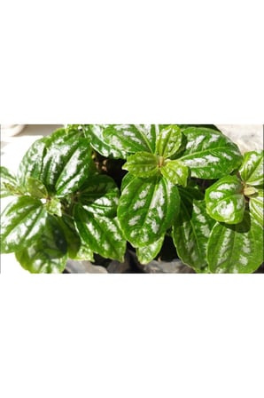 Pilea Cadierei Nana Çiçeği Fidanı 2 Adet 10-20 cm
