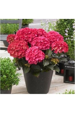 Ortanca Çiçeği Fidanı Tüplü Koyu Pembe Renk 10-20 cm
