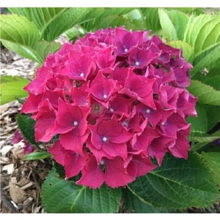 Ortanca Çiçeği Fidanı Tüplü Koyu Pembe Renk 10-20 cm